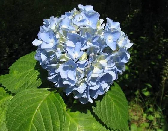 Ajisai
