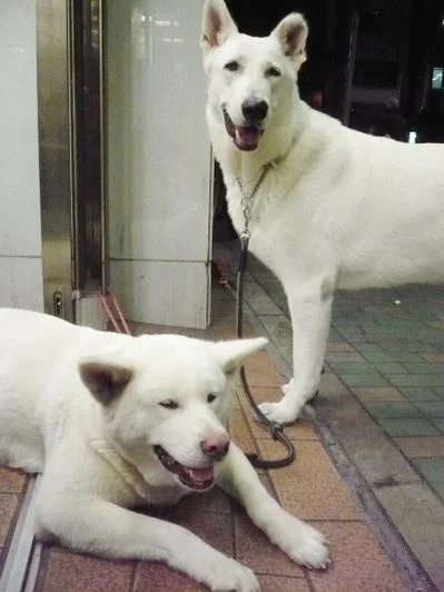 Akita and shepherd which had his ears "akitalized". The Akita is a beautiful specimen though, very feminine.