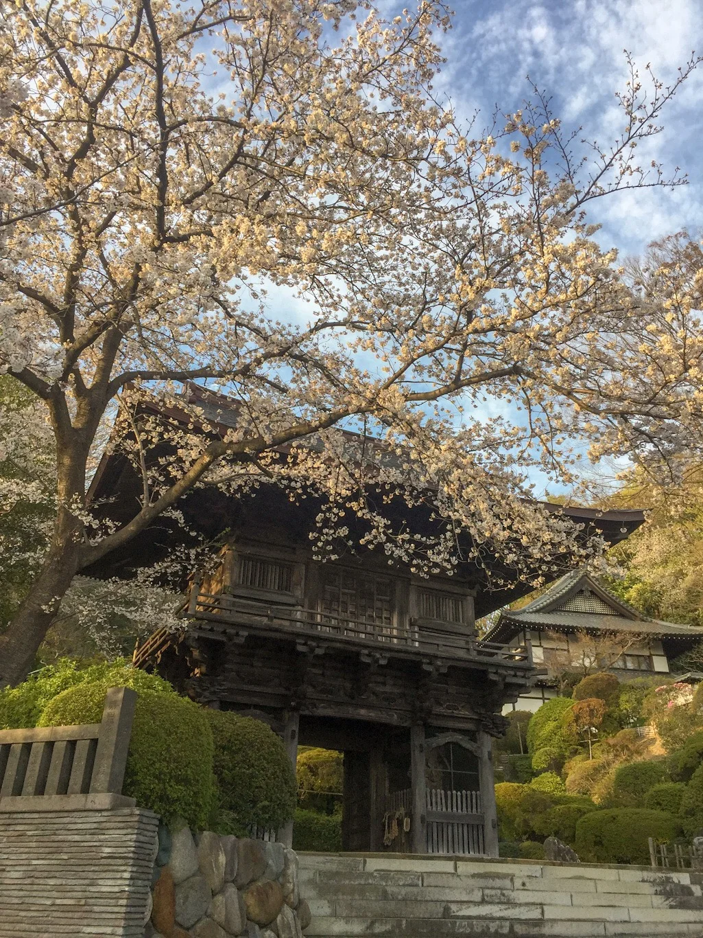 almost-full-bloom.jpeg
