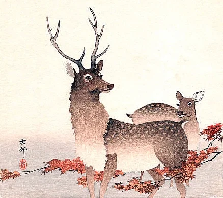 animal6
