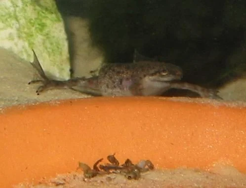 another pic of my frog, this time she's on the hunt for food(blackworms on the menu this time)