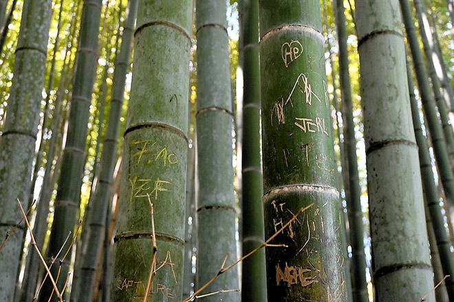 Arashiyama bamboo forest
