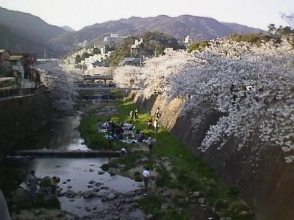 ashiyagawa hanami.jpg