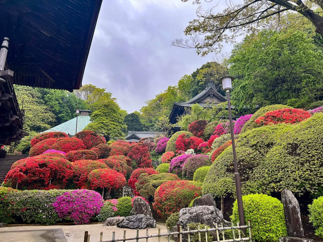 azalea-02.jpg