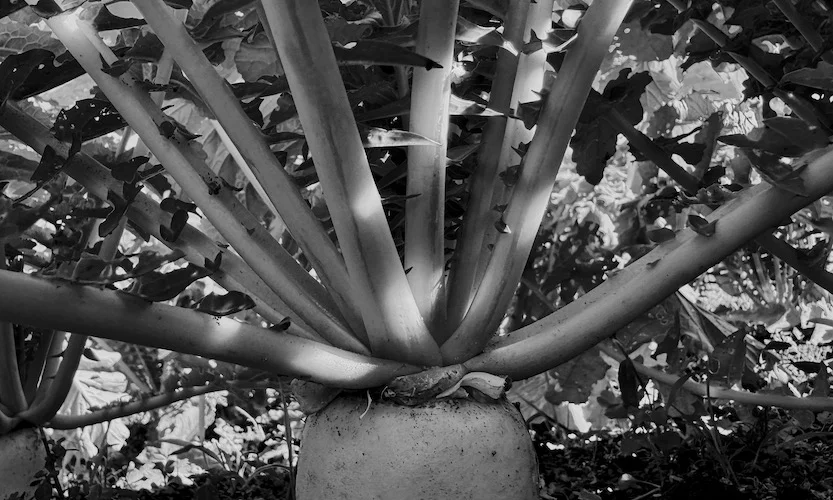 B&W a.JPG