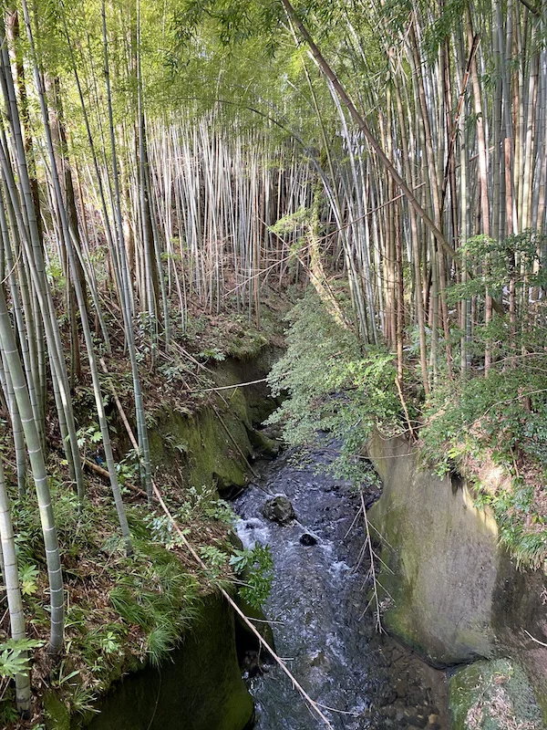 bamboo-stream.jpeg