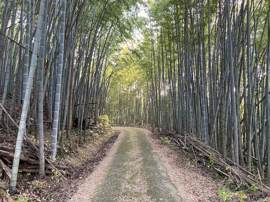 bambooA.jpeg