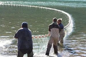 Beach seine fishing