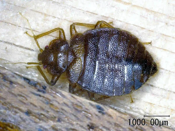 bedbug.jpg