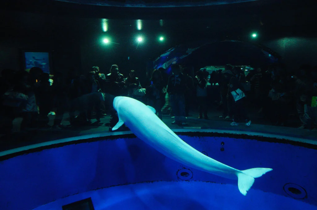 Beluga whale