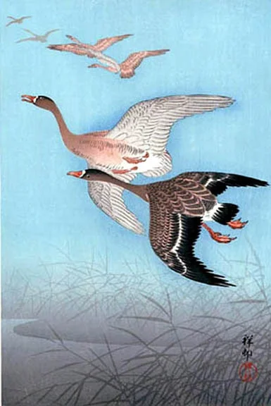 bird24