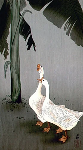 bird4
