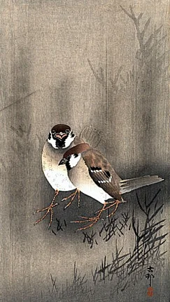 bird5