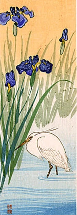 bird6