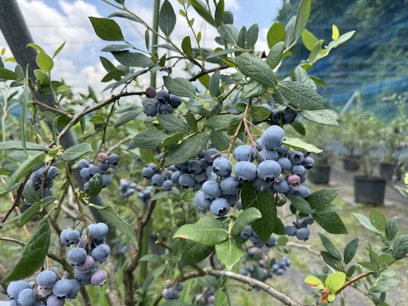 blue7.webp