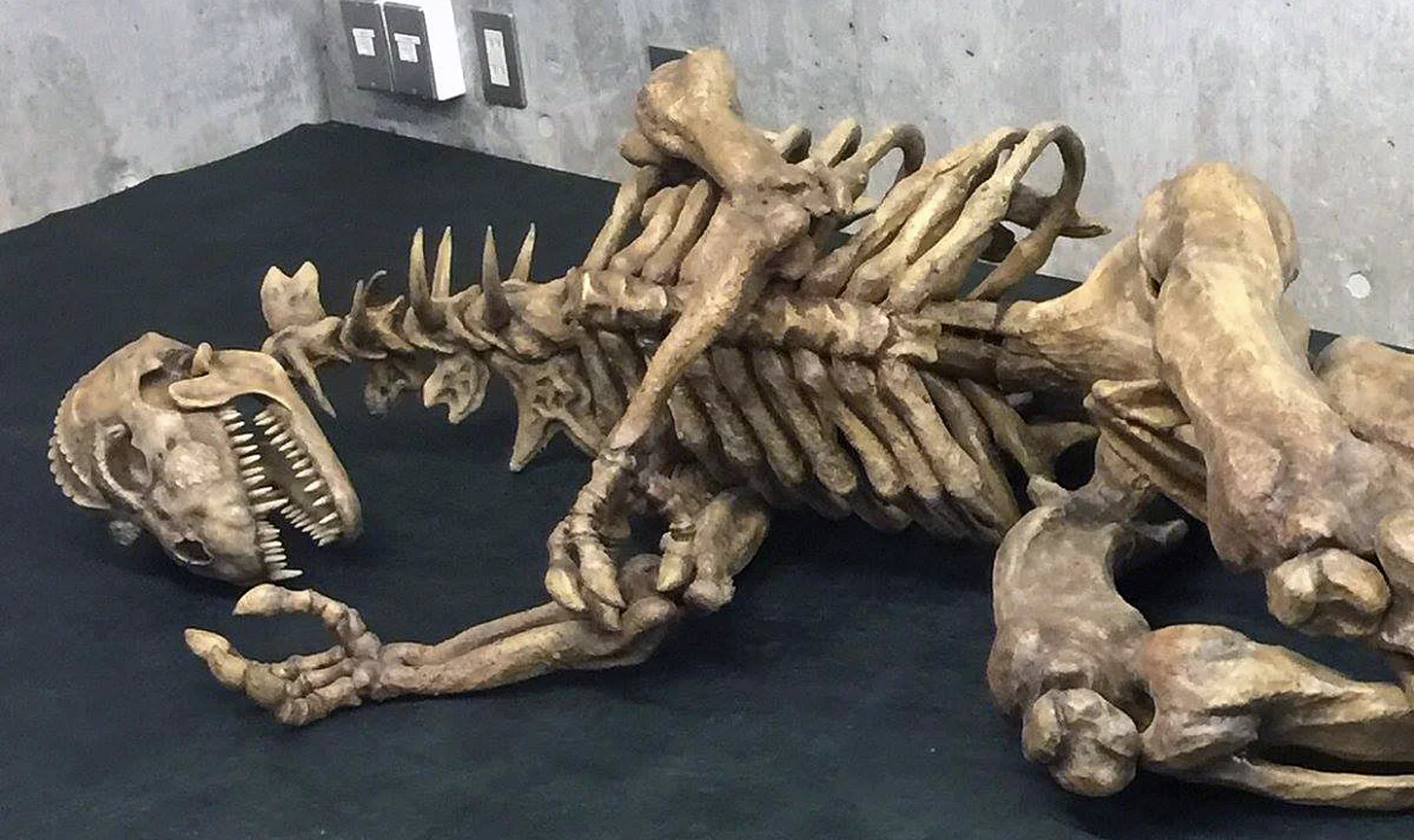 bones.jpg