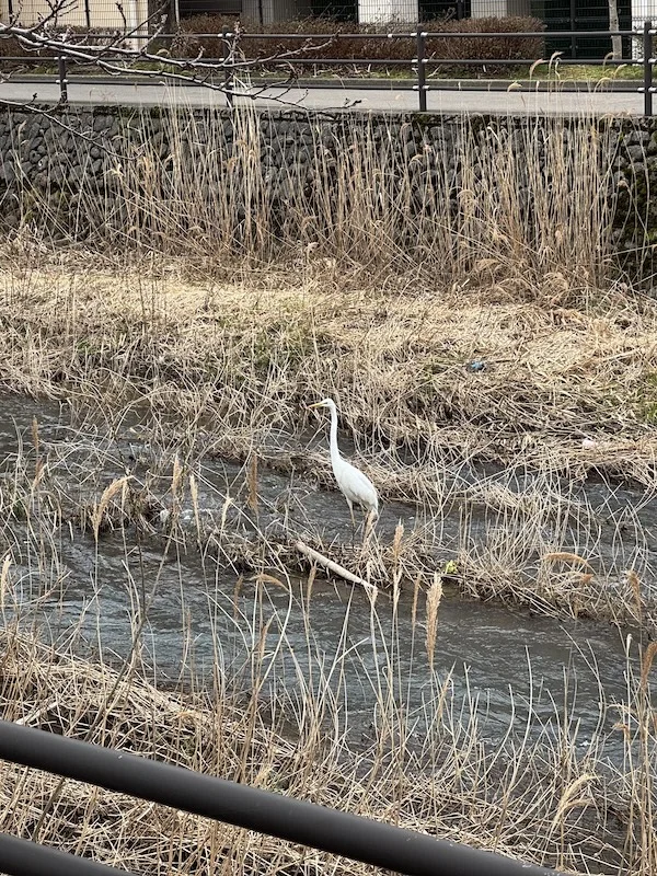 brid.webp