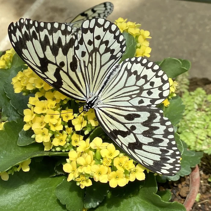 butterfly1.JPG