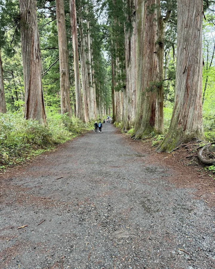 cedars.JPG