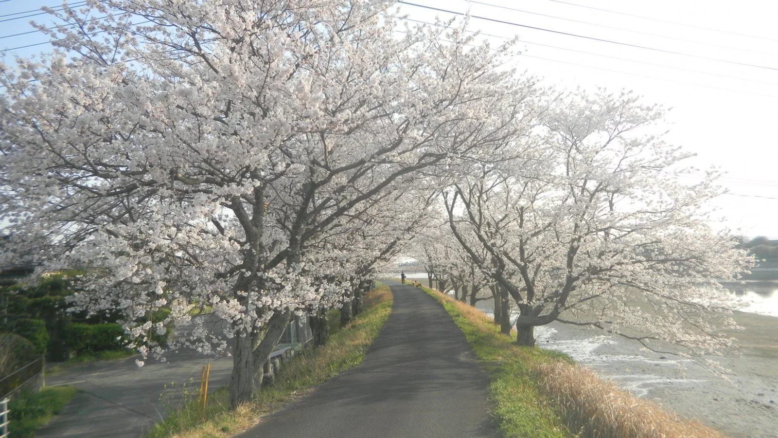 Cherry Blossom umbrella.JPG