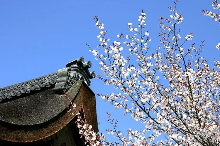 Cherry Blossoms