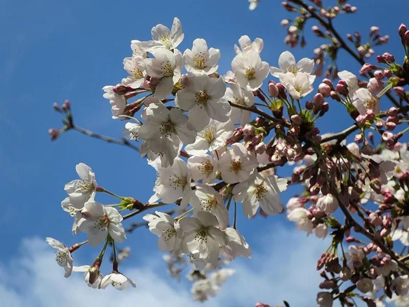 Cherry blossoms