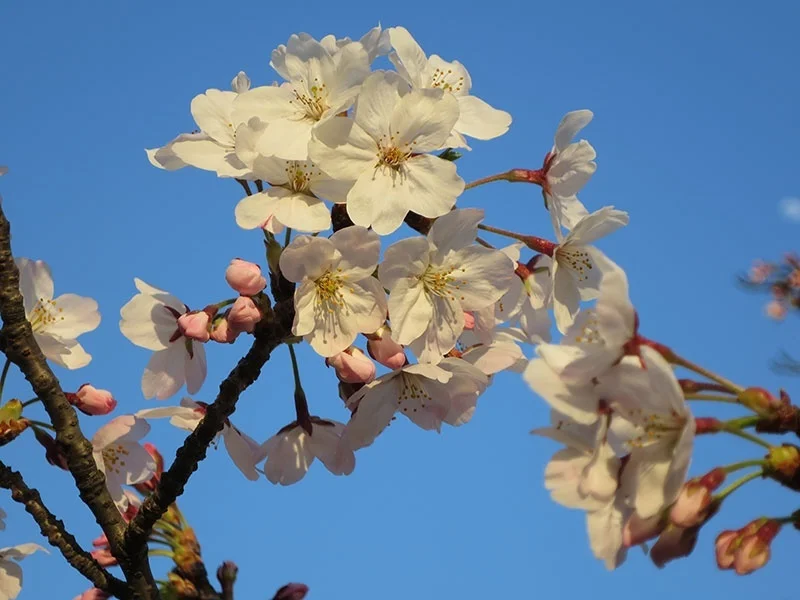 Cherry blossoms
