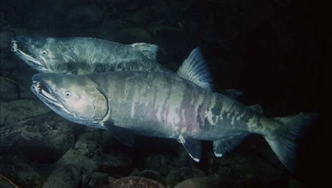 chum
