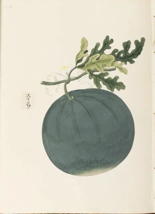 Citrullus lanatus