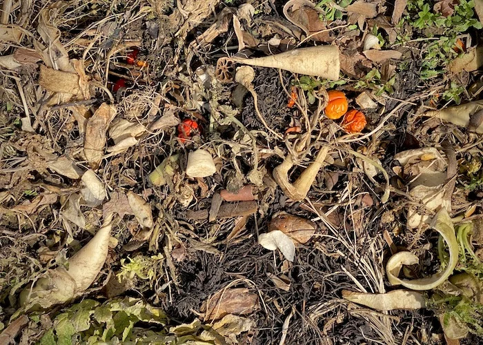 compost in sun.jpeg