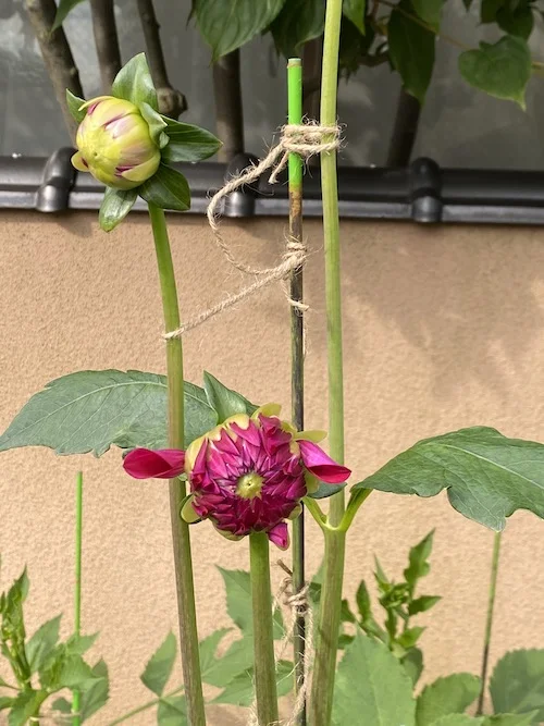dahlia.JPG