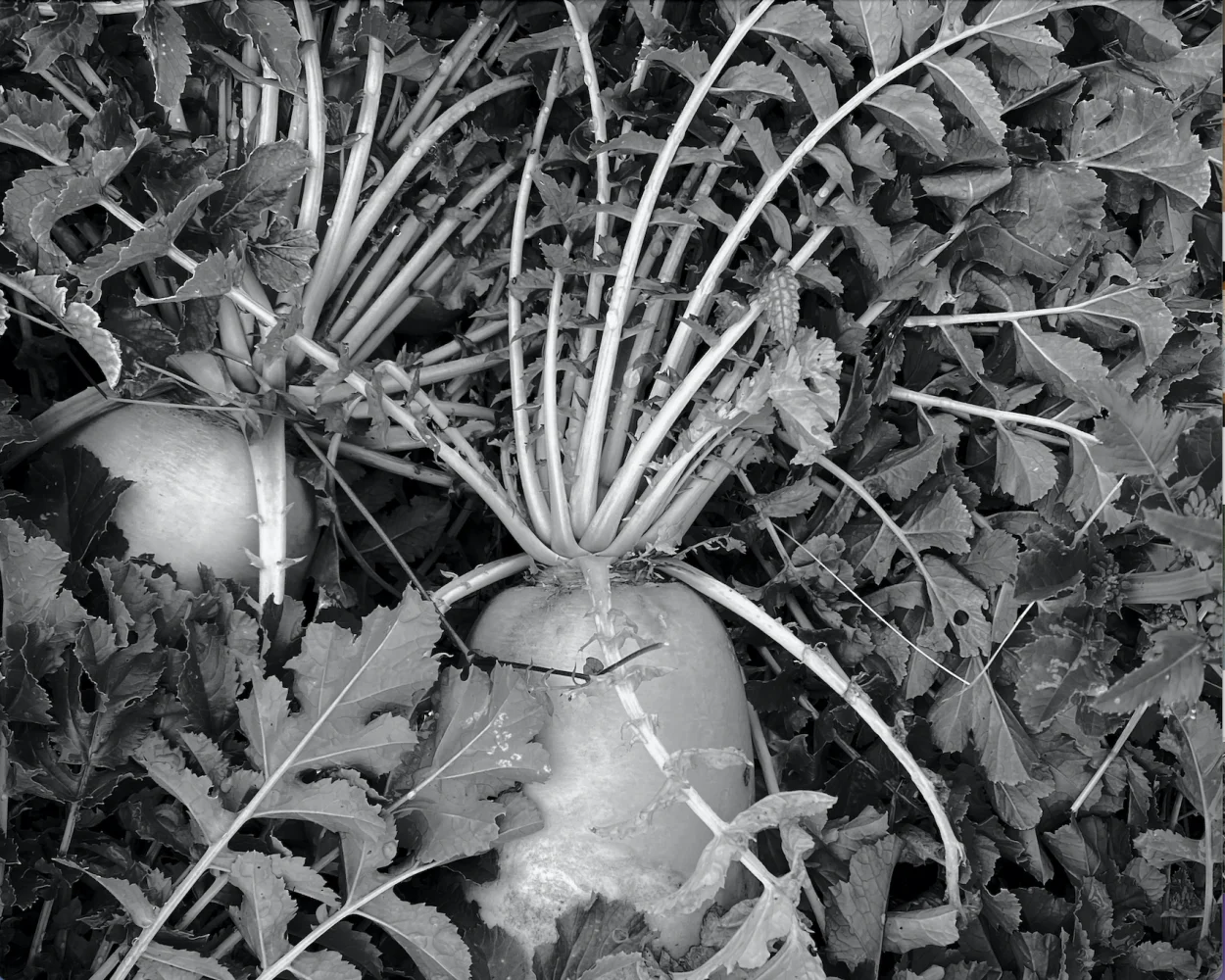 daikon B&W.png