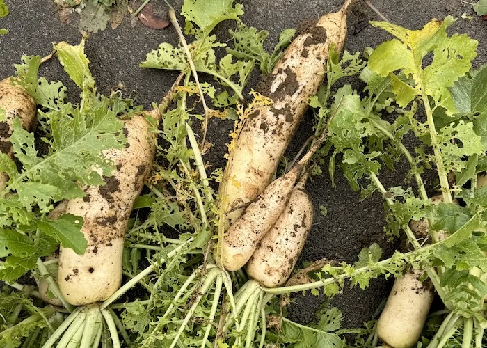 daikon.JPG