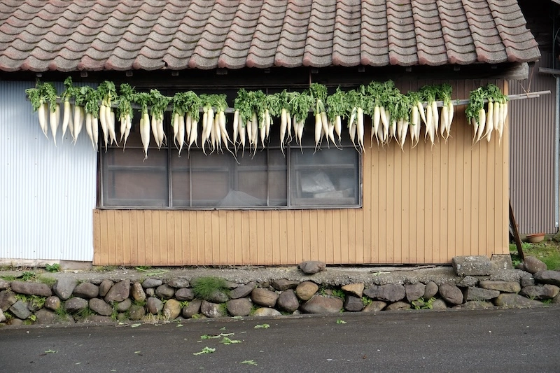 daikon1.webp