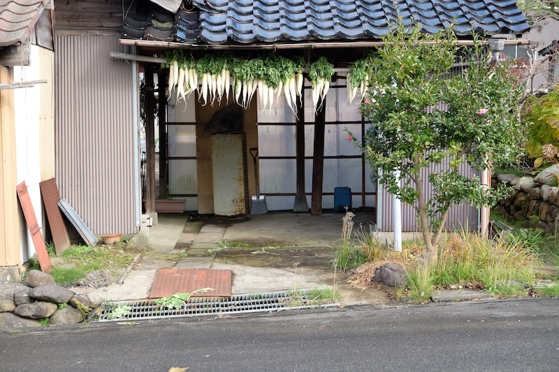 daikon2.webp