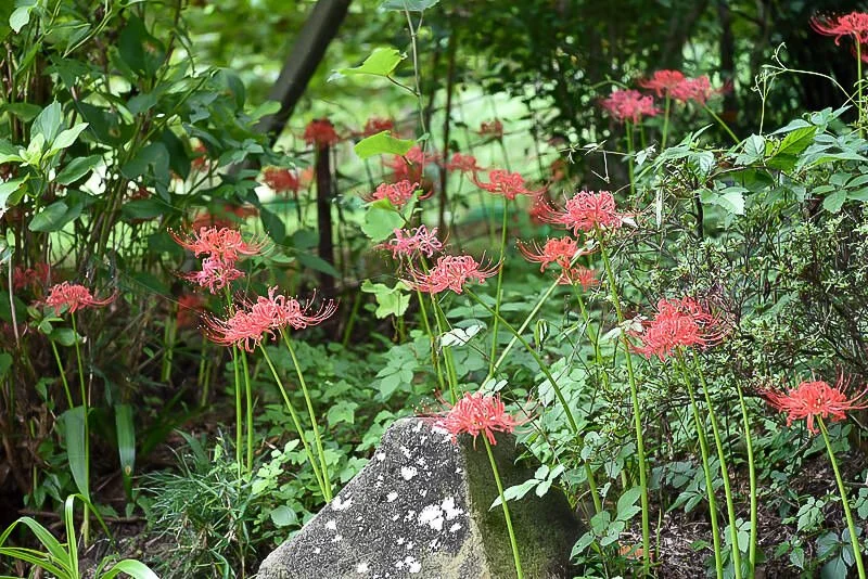 Daizen-ji (大善寺)