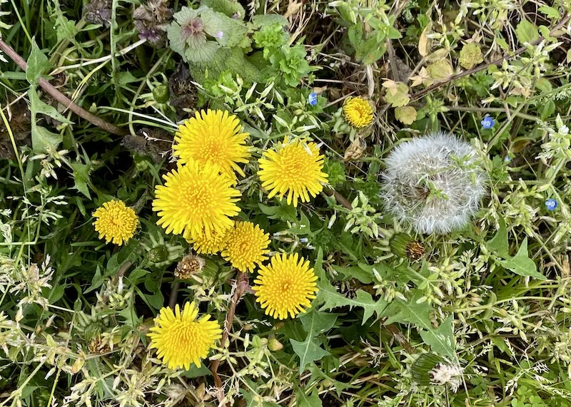 dandelions.JPG