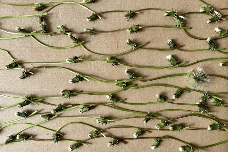 dandelions.JPG