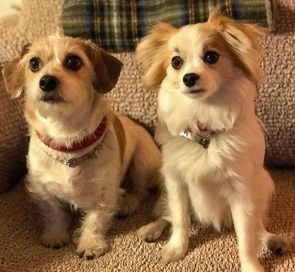doggies-2.jpg