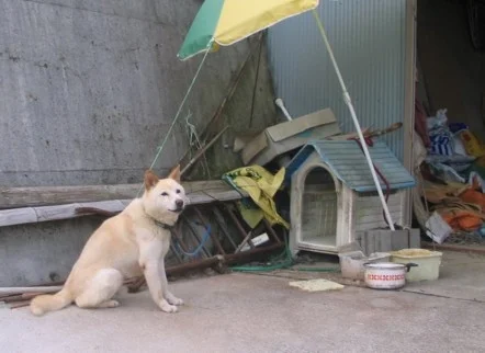 dogs in Japan.jpg