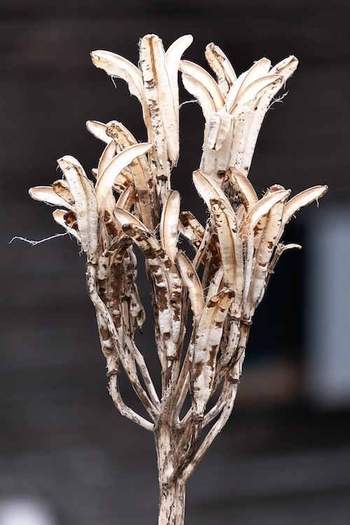dried flower.webp
