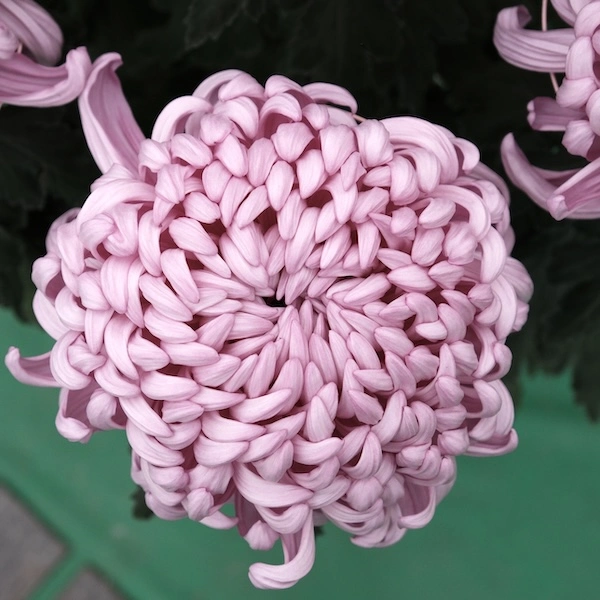 DSCF1421.webp