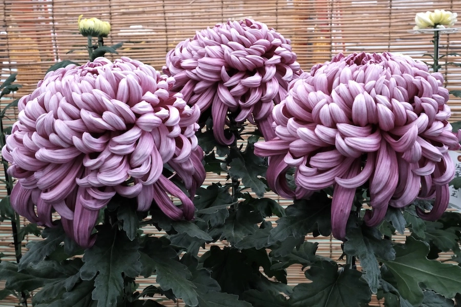 DSCF1442.webp