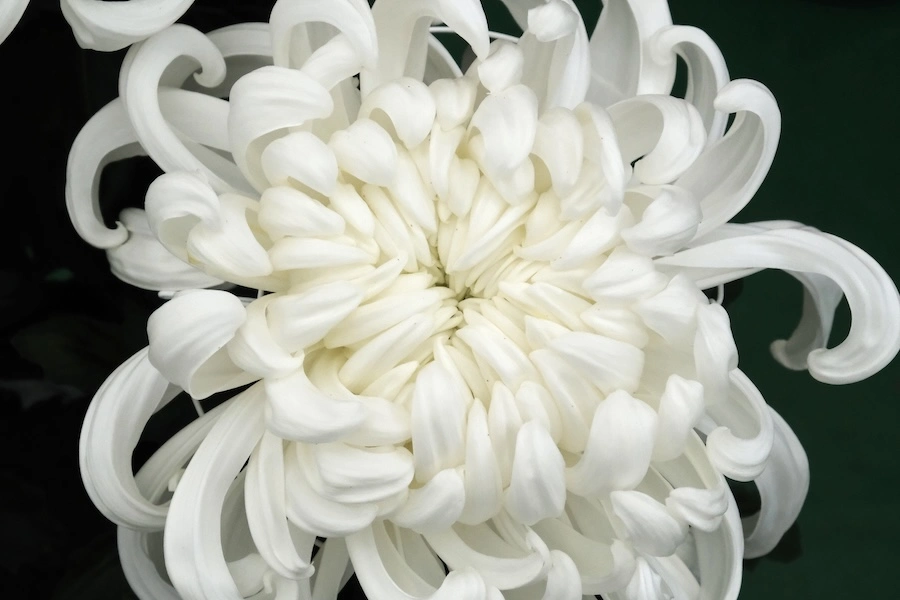 DSCF1445.webp