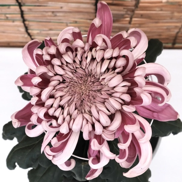 DSCF1452.webp
