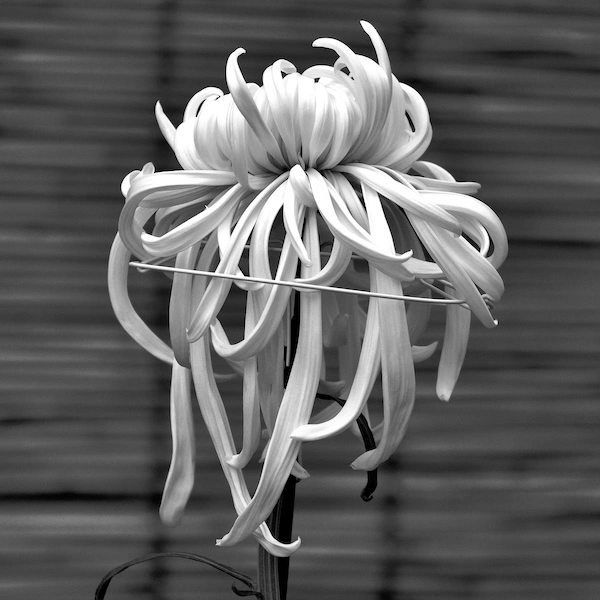 DSCF1620.webp