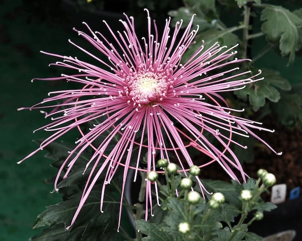 DSCF1622.webp