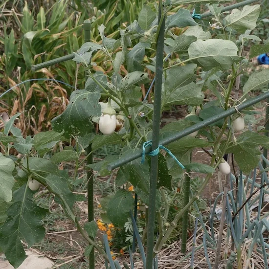 DSCF2105.webp