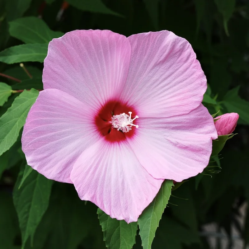 DSCF2161.webp