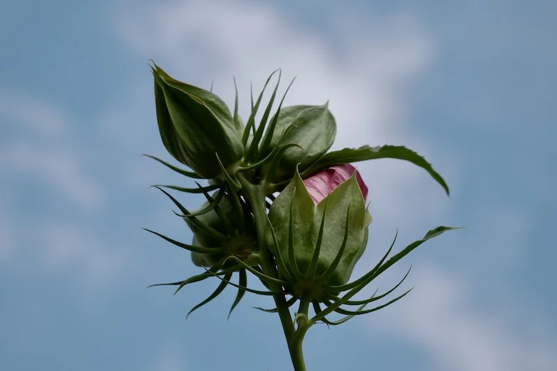 DSCF2164.webp